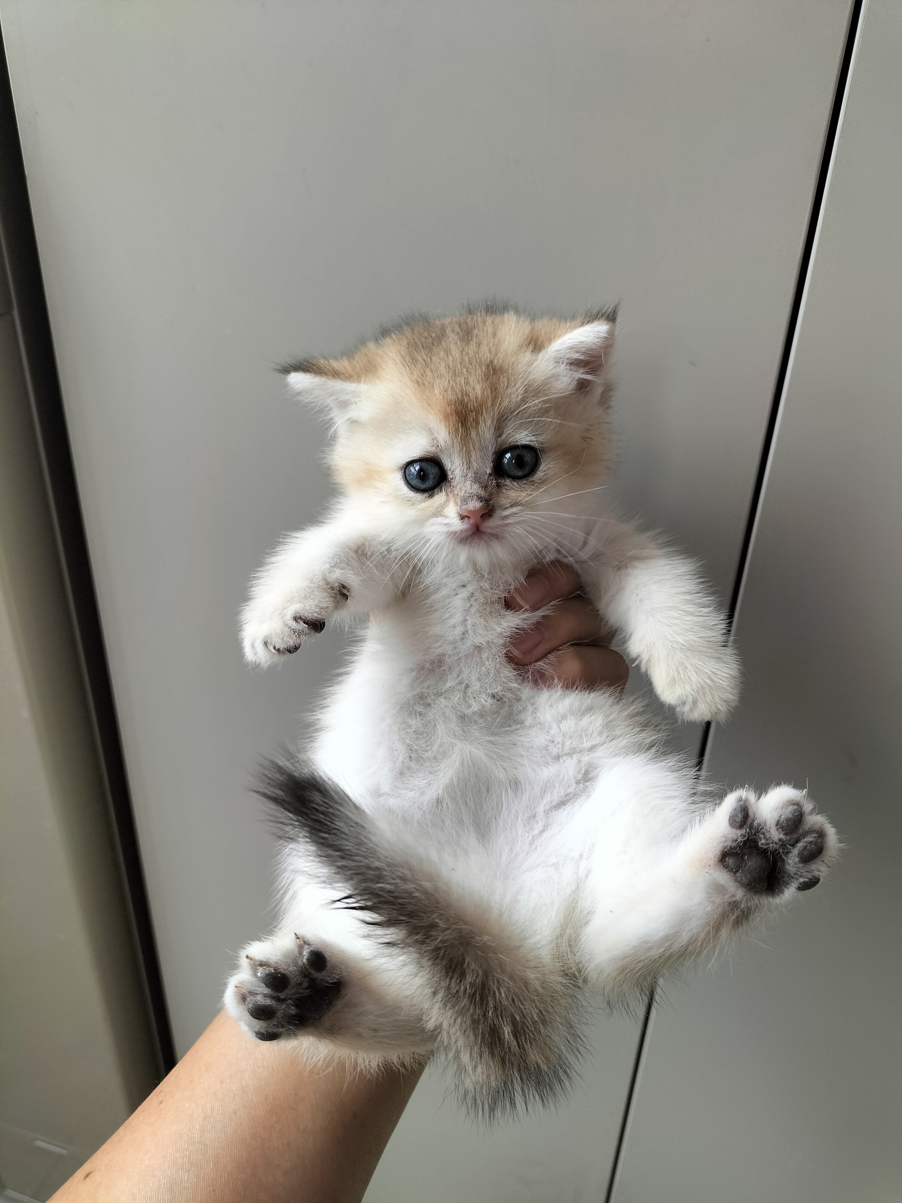 英国短毛猫